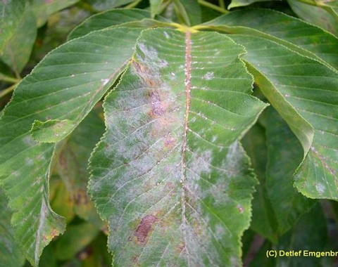 Erysiphe_ flexuosa Erysiphe flexuosa (Peck 1872) U. Braun & S. Takamatsu 2000 Wirt: Aesculus pavia - Roßkastanie Bildautor: Detlef Emgenbroich Fundort: Gifhorn ( Sand/Ahornstraße...